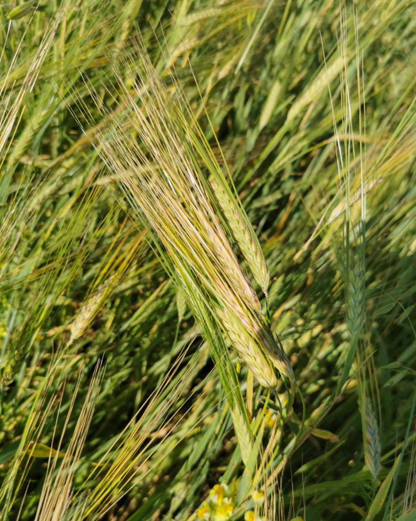 WhatsApp Image 2021-08-03 at 15.13.08.jpg