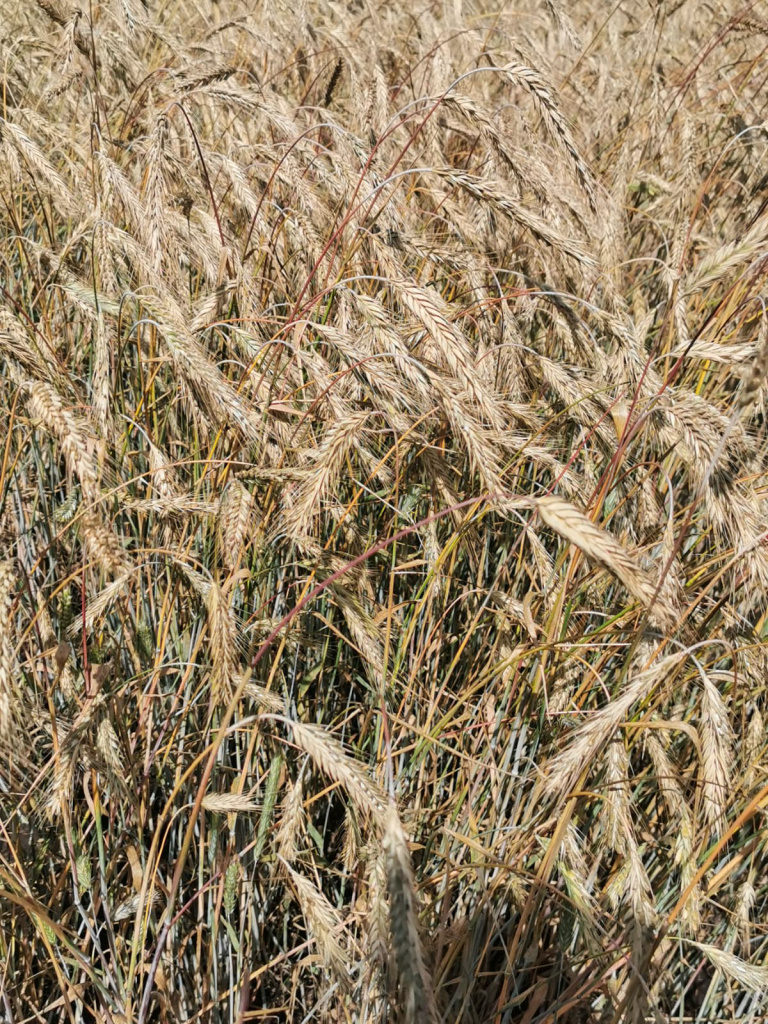 WhatsApp Image 2021-08-03 at 15.13.09.jpg